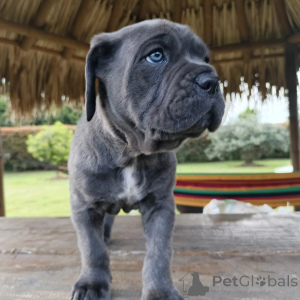 Photo №3. Playful Cane Corso Puppies Ready to Fill Your Home with Joy. Poland