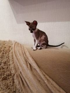 Photo №3. Cornish Rex kittens from nursery. Russian Federation