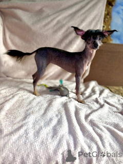 Photo №4. I will sell chinese crested dog in the city of Minsk. breeder - price - 403$