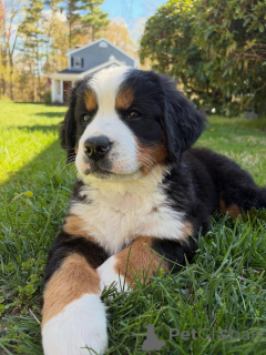Photo №1. bernese mountain dog - for sale in the city of GeretSried | negotiated | Announcement № 168564