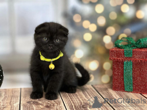 Photo №2 to announcement № 84209 for the sale of scottish fold - buy in Finland private announcement