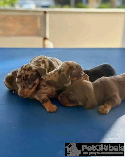 Photo №2 to announcement № 134337 for the sale of dachshund - buy in Italy breeder