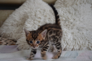 Photo №3. lovely bengal babies. Russian Federation