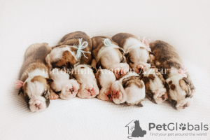 Photo №2 to announcement № 9753 for the sale of english bulldog - buy in Russian Federation from nursery