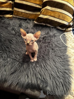 Photo №1. sphynx cat - for sale in the city of Monheim | 329$ | Announcement № 148381