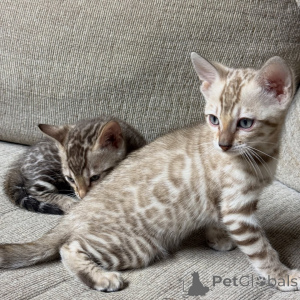 Photo №1. bengal cat - for sale in the city of Berlin | negotiated | Announcement № 169869