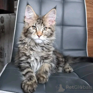 Photo №1. maine coon - for sale in the city of Atlanta | 423$ | Announcement № 118120