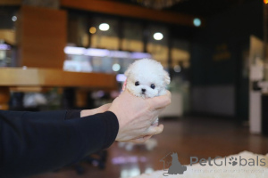 Photo №3.  Maltese Puppy Available for Adoption! . Greece