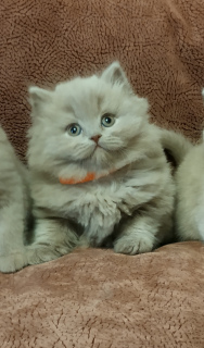 Photo №2 to announcement № 6377 for the sale of british longhair - buy in Russian Federation breeder