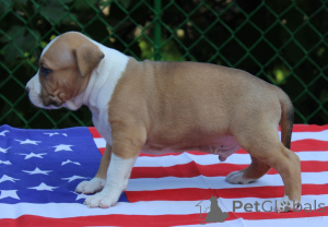 Photo №2 to announcement № 150144 for the sale of armenian gampr - buy in Armenia private announcement