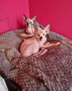 Photo №1. sphynx cat - for sale in the city of Gembloux | Is free | Announcement № 128970