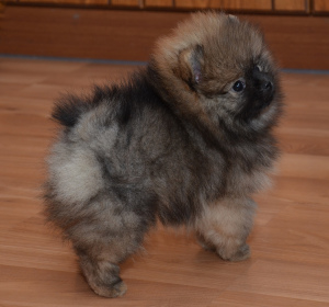 Photo №3. Spitz Pomeranian. Russian Federation