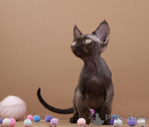Photo №3. Devon rex chocolate. Germany