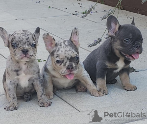 Additional photos: French bulldogs in exotic