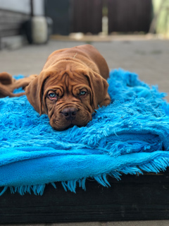 Photo №4. I will sell dogue de bordeaux in the city of Minsk. from nursery - price - 800$