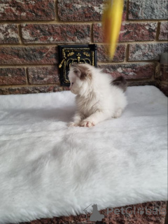 Photo №2 to announcement № 31709 for the sale of ragdoll - buy in Ukraine from nursery