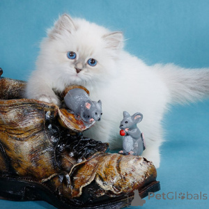 Photo №2 to announcement № 160484 for the sale of siberian cat - buy in Belgium 