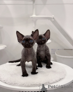 Photo №1. devon rex - for sale in the city of Amsterdam | negotiated | Announcement № 161182