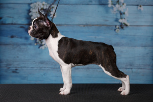 Additional photos: Free for sale girl boston terrier.