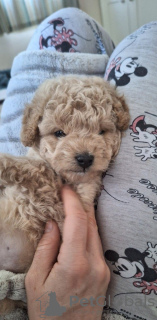 Photo №3. Beans The Toy Poodle. United States