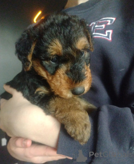 Photo №1. airedale terrier - for sale in the city of Sofia | Is free | Announcement № 144501