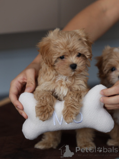 Photo №2 to announcement № 174830 for the sale of maltipu - buy in Germany breeder