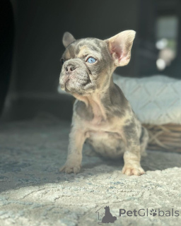 Photo №2 to announcement № 150646 for the sale of french bulldog - buy in Germany from the shelter, breeder