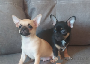 Photo №1. chihuahua - for sale in the city of Wolfsburg | negotiated | Announcement № 98550