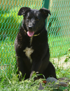 Photo №4. I will sell non-pedigree dogs in the city of St. Petersburg. private announcement - price - Is free