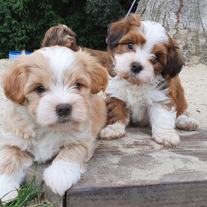 Photo №1. havanese dog - for sale in the city of Traben-Trarbach | 423$ | Announcement № 83116