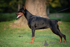 Additional photos: Doberman puppies for sale