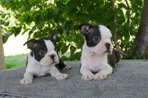 Additional photos: Boston terriers