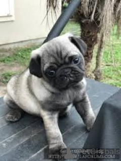 Photo №2 to announcement № 165416 for the sale of pug - buy in Austria private announcement, breeder