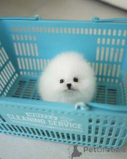 Photo №3. Loving Pomeranian puppies for sale. Business WhatsApp 4915781334108. Lithuania