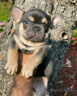 Photo №1. boston terrier - for sale in the city of DELFT | 568$ | Announcement № 171952
