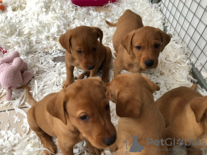 Photo №2 to announcement № 48455 for the sale of labrador retriever - buy in Germany private announcement