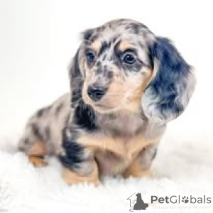 Photo №4. I will sell dachshund in the city of Brussels. private announcement, breeder - price - 723$