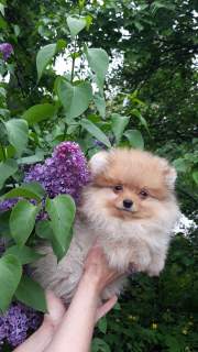 Photo №2 to announcement № 2325 for the sale of pomeranian - buy in Ukraine from nursery