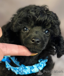 Photo №4. I will sell poodle (toy) in the city of Sombor. breeder - price - 1412$