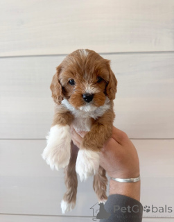 Photo №1. cavalier king charles spaniel - for sale in the city of Bad Vilbel | negotiated | Announcement № 158142