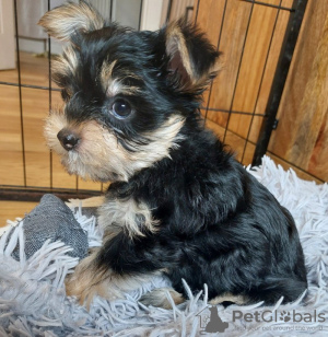 Additional photos: 2 Stunning Yorkshire Terrier Pups Left (10 weeks Old)