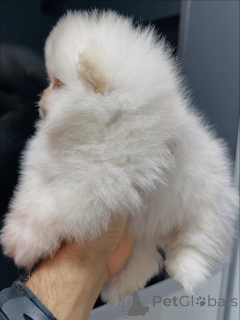 Photo №3. Fluffy Pomeranian Puppies Ready for Loving Homes!. Germany