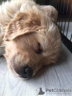 Photo №4. I will sell golden retriever in the city of Liège. private announcement, breeder - price - 423$