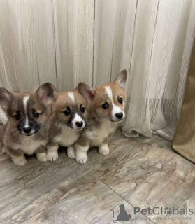 Photo №1. welsh corgi - for sale in the city of Berlin | 423$ | Announcement № 96216