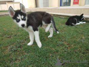 Photo №3. Siberian Husky Puppies available. Greece