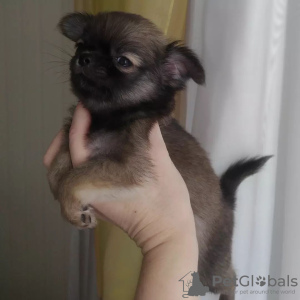 Photo №1. chihuahua - for sale in the city of Munich | 269$ | Announcement № 104872