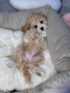 Photo №3. Breeding I do with passion. American Samoa