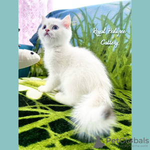 Photo №1. british shorthair - for sale in the city of Kayseri | 264$ | Announcement № 50592