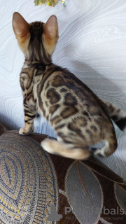 Additional photos: Bengal kittens