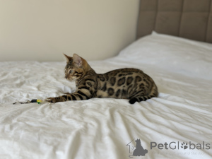 Photo №4. I will sell bengal cat in the city of Florida. private announcement, from nursery, breeder - price - negotiated